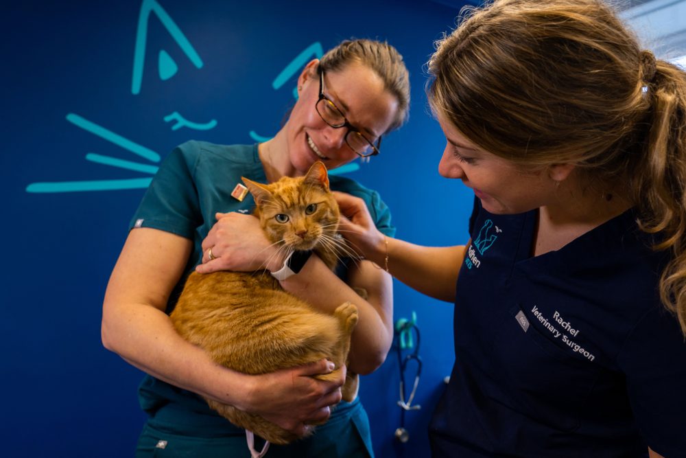 cat at Edhen Vets