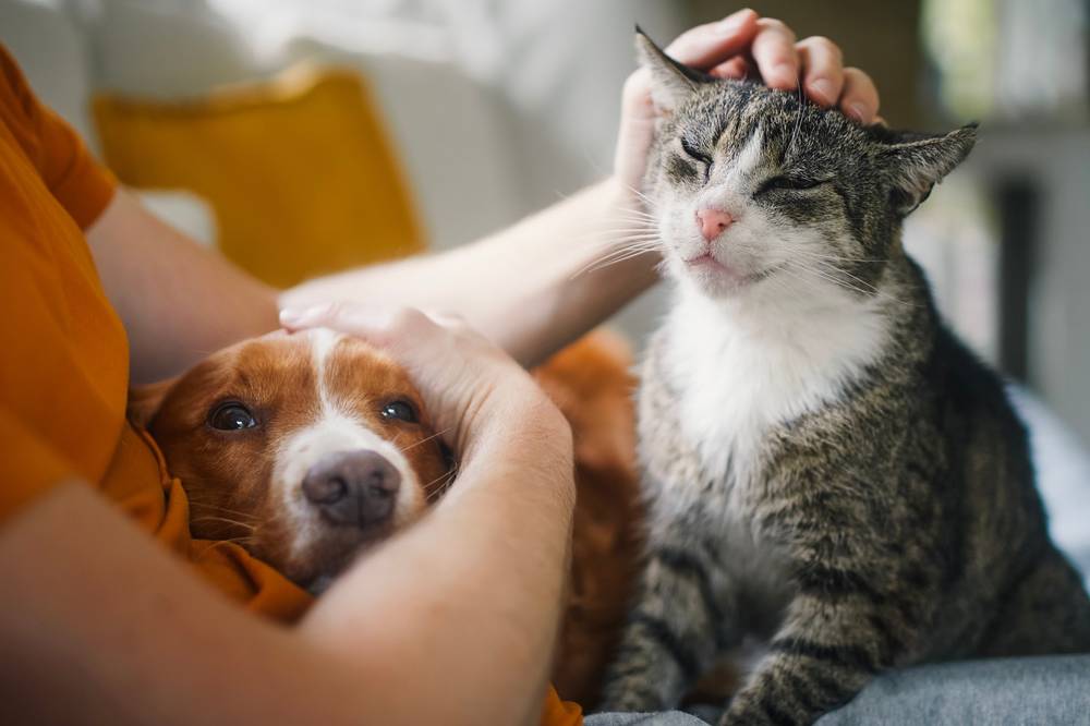 pet care at Edhen Vets