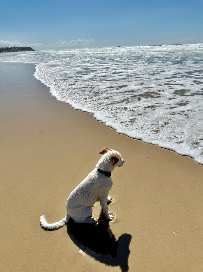 Dog on a beach
